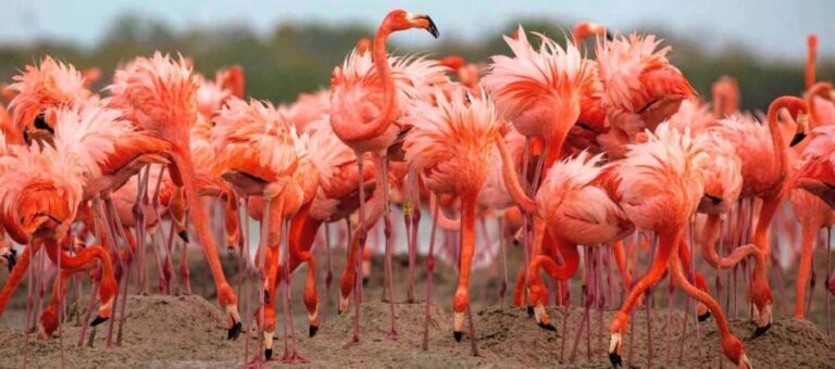 Rio Lagartos and Las Coloradas: EcoSafari Flamingo Luxury - What the Tour Includes (and What it Doesn’t)