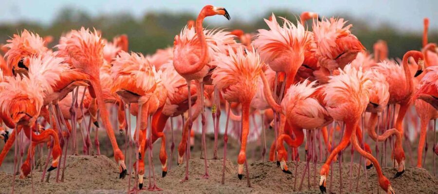 Rio Lagartos and Las Coloradas: EcoSafari Flamingo Luxury
