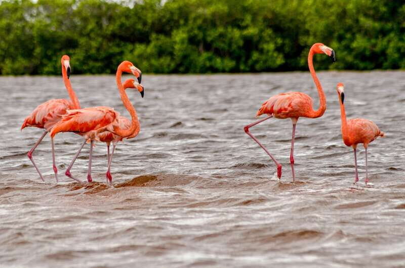 Rio Lagartos: Boat Tour through the Nature Reserve