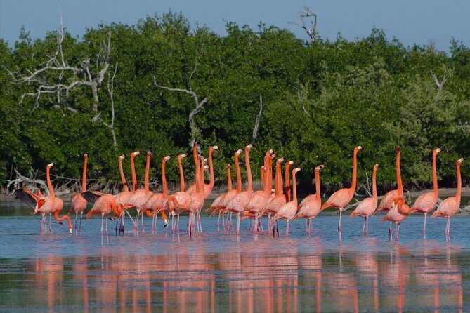 Rio Lagartos - Ek Balam from Valladolid - Transportation and Group Size
