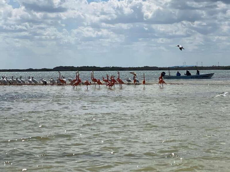 Rio Lagartos Expedition: boat journey through the mangrove - Why This Tour Might Be Perfect for You