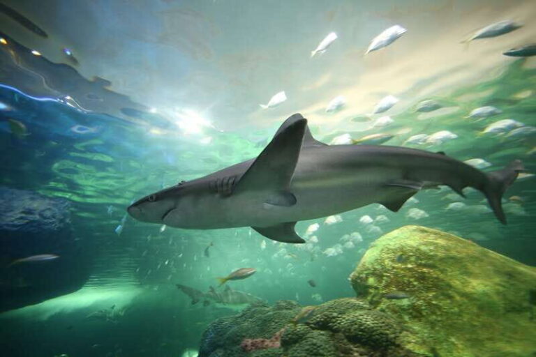 Ripley's Aquarium: Sharks After Dark Entry (After 5PM) - FAQ