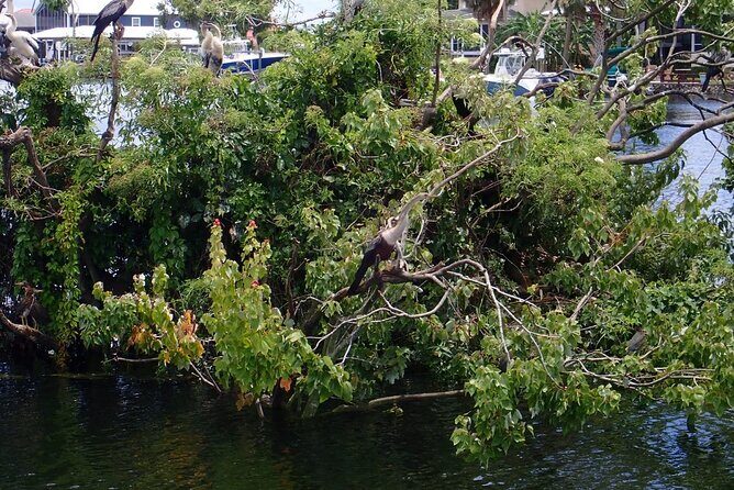 River Cruise Tour with Manatee Viewing - In-Depth Review: What to Expect from the Tour