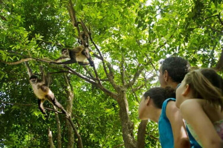Riviera Maya: Croco Cun Interactive Zoo Tour - The Practicalities: Price, Duration, and Accessibility