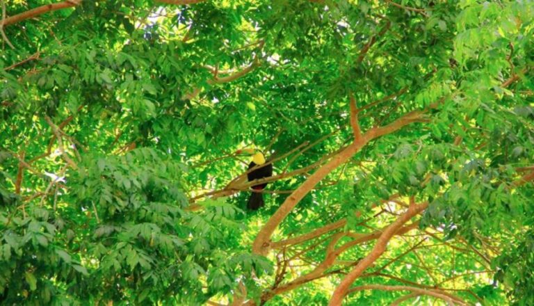 Riviera Maya: Horseback Riding at Rancho Bonanza - Refreshing Swim in a Cenote