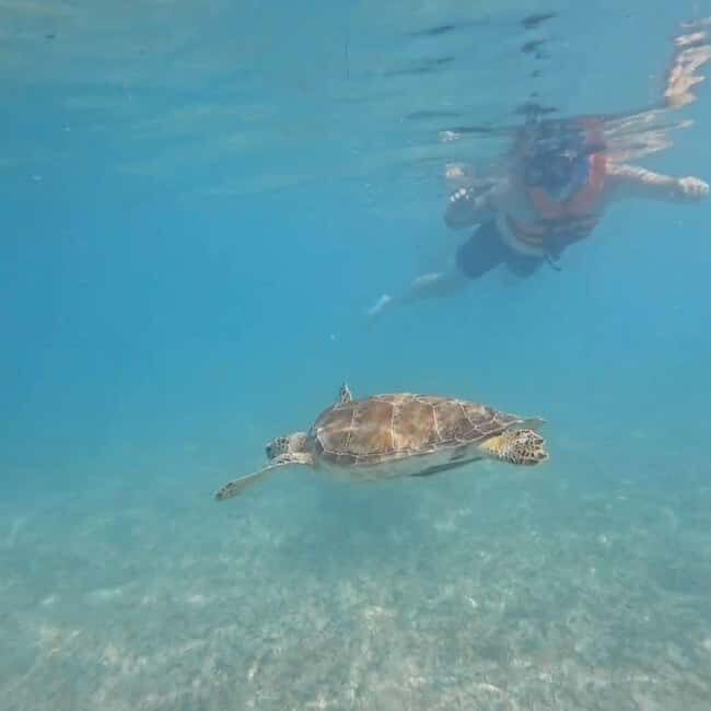 Riviera Maya: Nado con Tortugas, Cenote y Almuerzo mexicano. - Who Will Love This Tour?