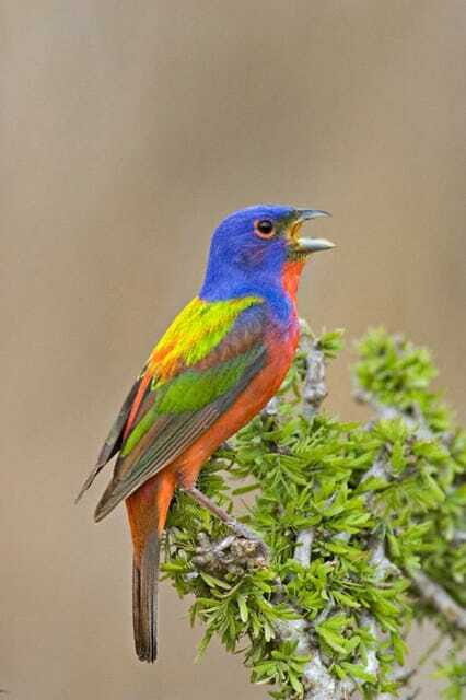 Riviera Maya: Puerto Morelos 4-Hour Bird Watching Tour - What’s Included and What’s Not