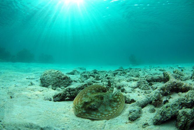 Riviera Maya Ultimate Adventure ATV's Snorkeling & Zip Lines - Authentic Experiences and Traveler Feedback