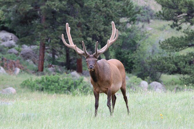 RMNP: Bear Lake Corridor Tour - What Makes This Tour Stand Out?