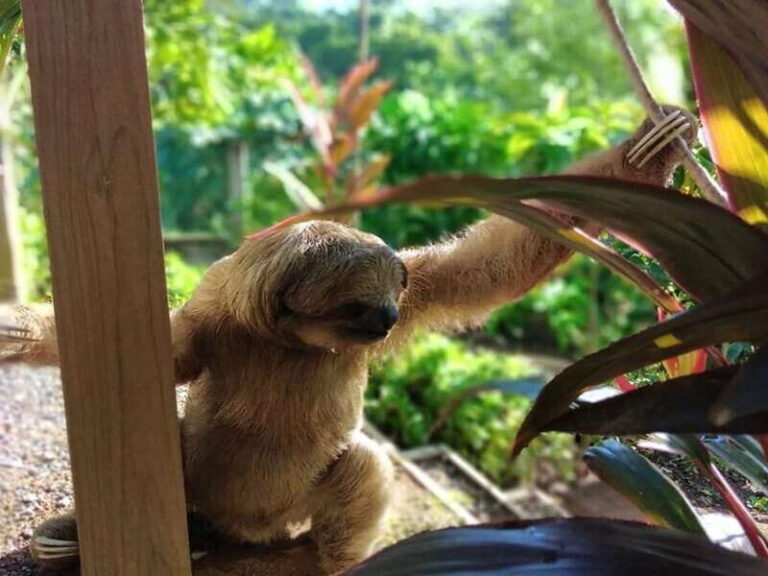 Roatán: Private Monkey and Sloth Sanctuary Tour - Transportation and Group Size