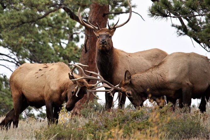 Rocky Mountain National Park - Private Sightseeing Tour - Who Will Love This Tour?