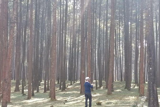 Round Trip to Menagesha Suba Forest Park - Overview of the Experience