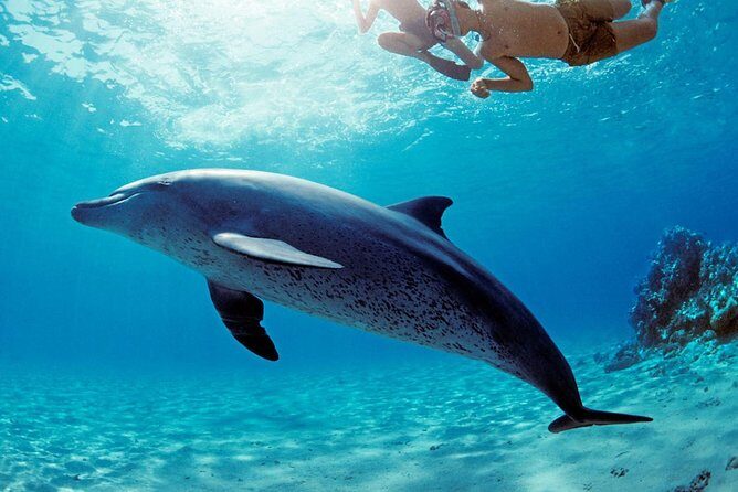 ROYAL Dolphin House & Water Sports Snorkeling Sea Trip - Hurghada - Swimming with Dolphins