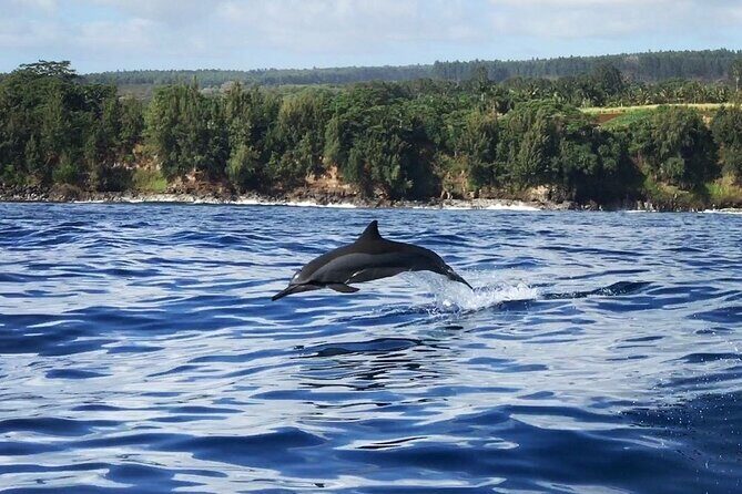 Royal Humpback Whale Exploration - The Itinerary and What You Can Expect