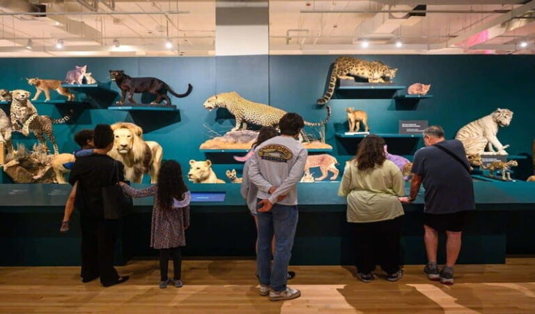 Royal Ontario Museum Revealed: A Guided Tour Through History - Who Will Love This Tour?