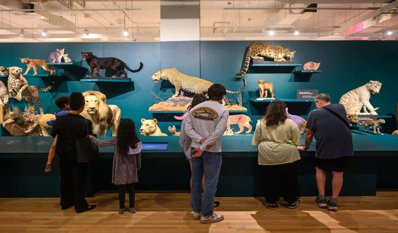 Royal Ontario Museum Revealed: A Guided Tour Through History - Who Will Love This Tour?