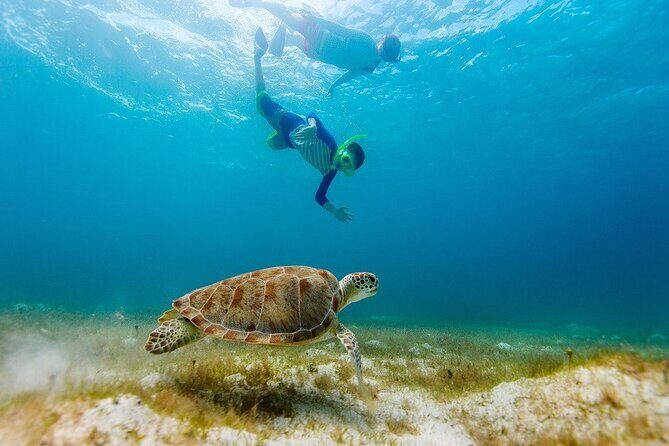Ruins Sea Turtles and Cenote Adventure in Tulum - Cooling Off in a Cenote