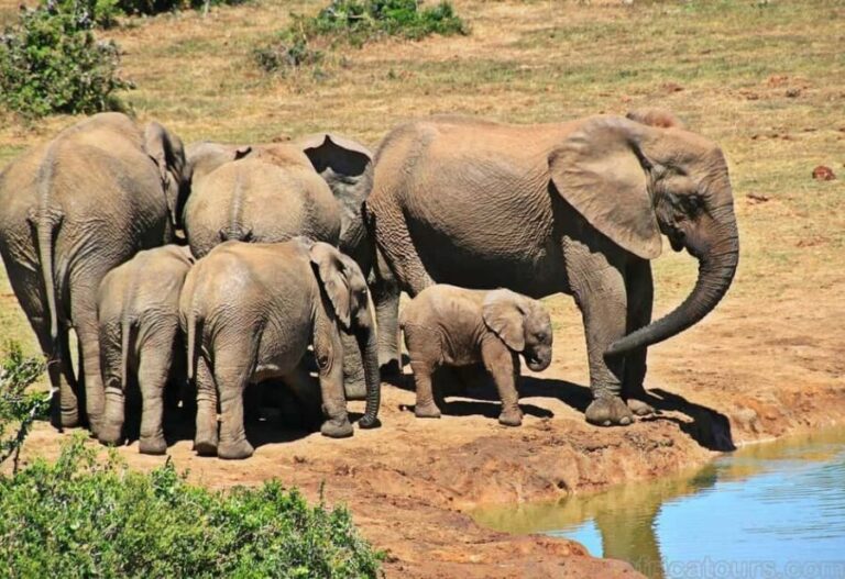 Sabi Sands Reserve Safari from Maputo 3 Days/2 Nights - The Wildlife and Game Drives