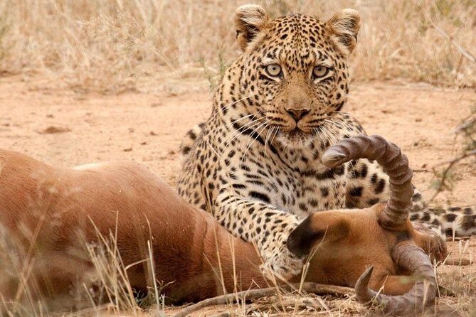 Safari Excelente y Safari lujos Tanzania - Day 3 & 4: The Serengeti – The Heart of the Safari