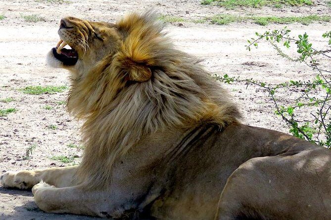Safari "Kifaru" - 5 days in the most famous Parks in the world - The Practical Details