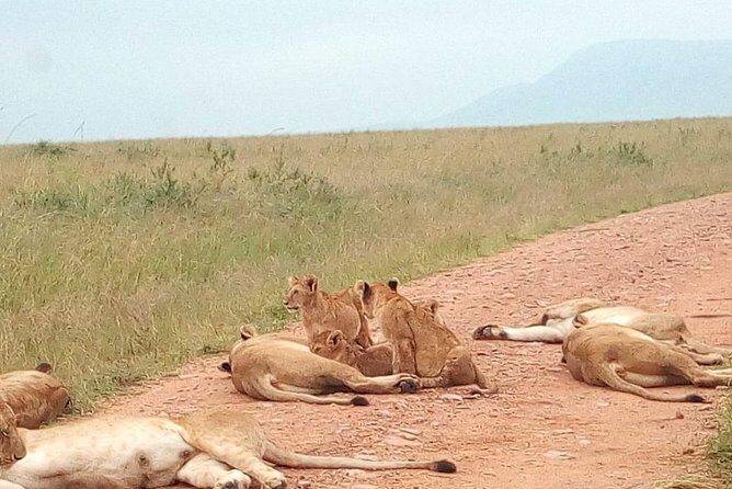 Safari Tour; Nairobi National Park - Final Thoughts