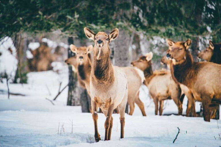 Saint Felicien: Admission to Zoo Sauvage - Who Will Love This Experience?