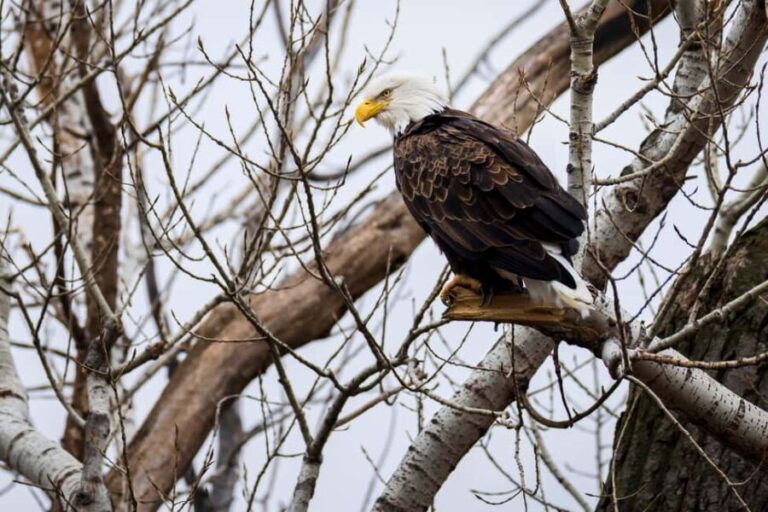 Saint Joseph: Missouri Eagle Waterfowl Photography Tour - Who Would Enjoy This Tour?