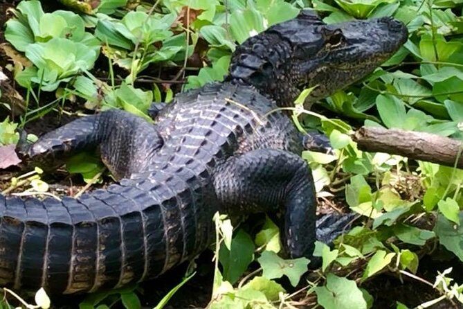 Saint Petersburg Preserve Bike Tour - Why This Tour Is a Great Choice