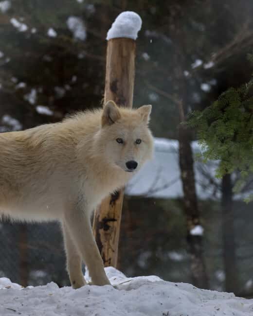 Sainte-Apolline-de-Patton: Guided Wolf Sanctuary Tour - Who Should Book This Tour?