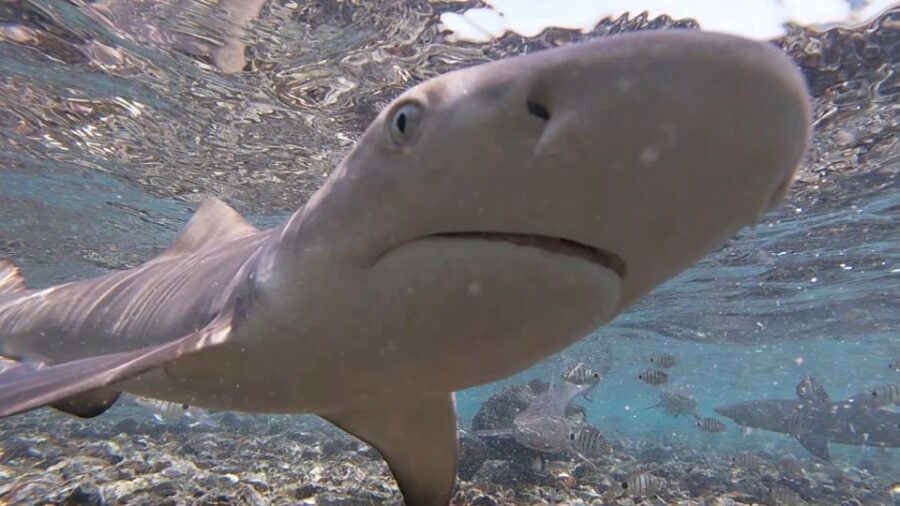Sal Island: Shark Bay Experience from Santa Maria