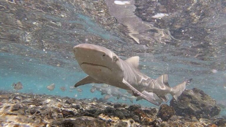 Sal: Private Tour Secrets of a native guide All-inclusive - What’s Included and What to Consider