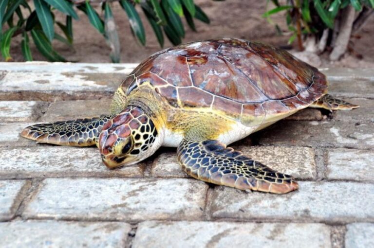 Sal: Turtle Nesting with professional local guide - Real Traveler Perspectives
