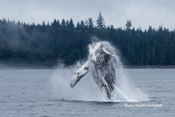 Salish Sea Whale Watching Tour in Campbell River - Final Thoughts