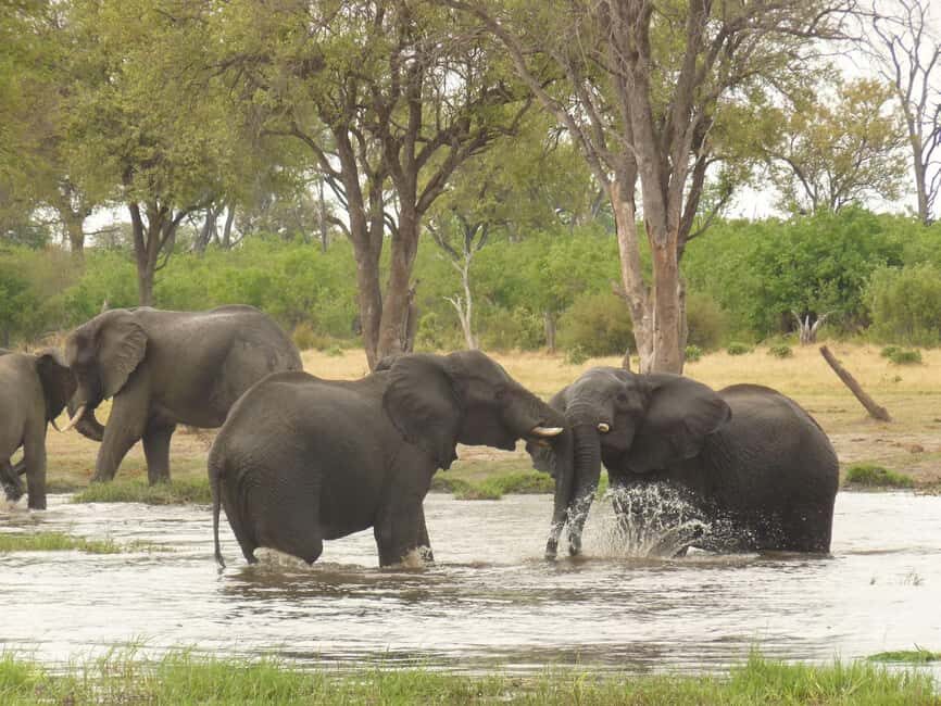 Salt Pans & Delta: Tour with game drives, mokoro & boat trip - The Value of This Safari Experience