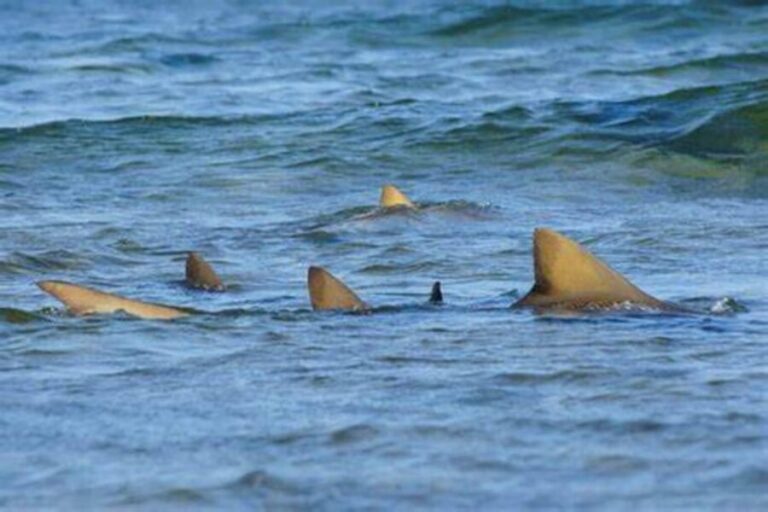 Salt Pans & Lemon Sharks Experience - Shark Bay: The Main Attraction