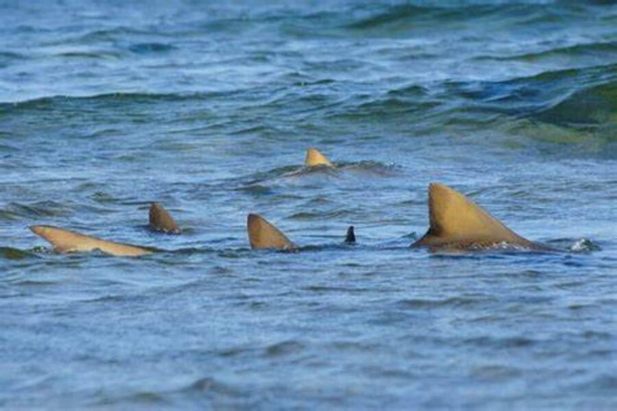 Salt Pans & Lemon Sharks Experience - Shark Bay: The Main Attraction