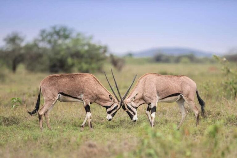 Samburu, Nakuru, Naivasha & Masai Mara: 8 Days of Magic Tour - Whats Included and Whats Not