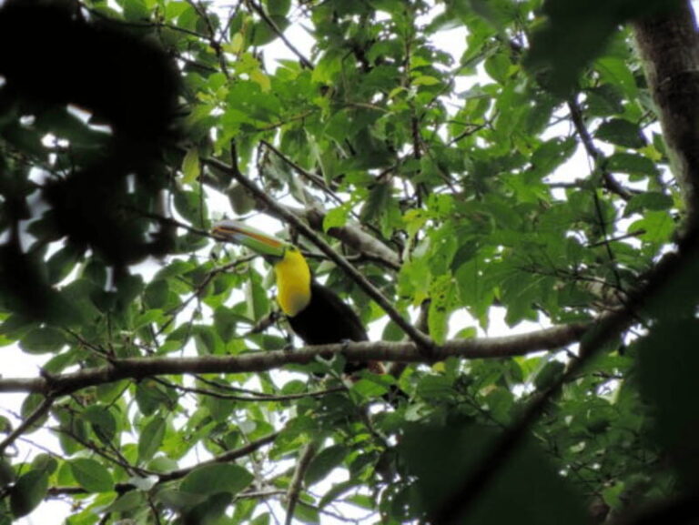 San Cristobal: 4 Days Nature Tour in the Lacandon Jungle - What Travelers Say and Why They Love It