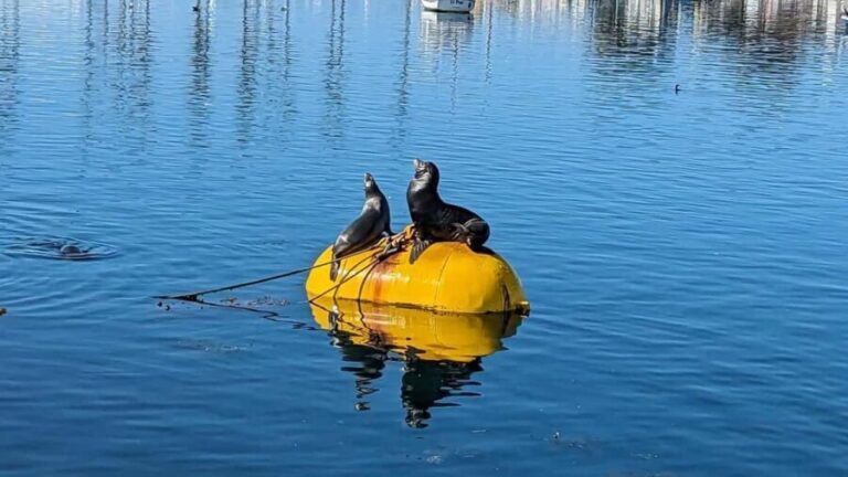 San Diego: 3 Hour Whale Watching Cruise - Who Should Consider This Tour?