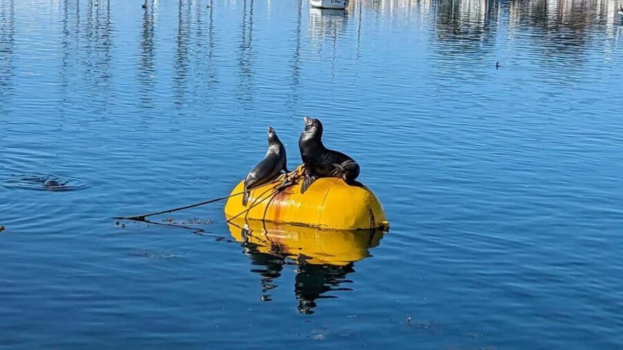 San Diego: 3 Hour Whale Watching Cruise - Who Should Consider This Tour?
