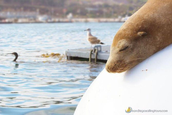 San Diego Half-Day Marine Wildlife Tour with Lunch - Who Will Love This Tour?