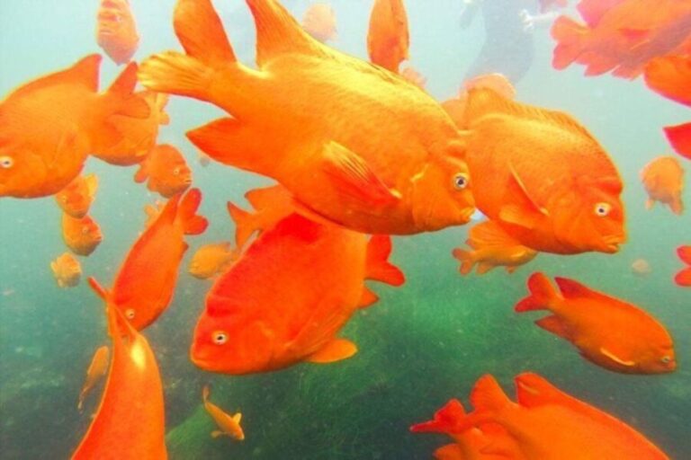 San Diego: La Jolla Cove Guided Snorkeling Tour - Final Thoughts: Is It Worth It?