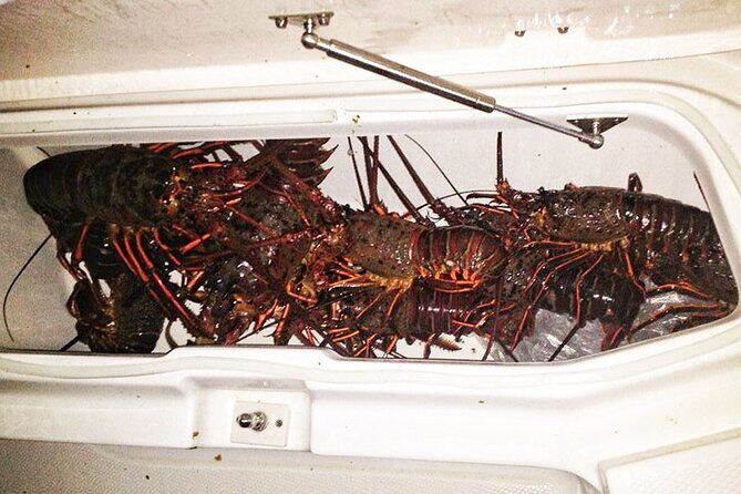 San Diego Lobster Hoop Netting Charter up to 6 People - Who Should Consider This Tour?