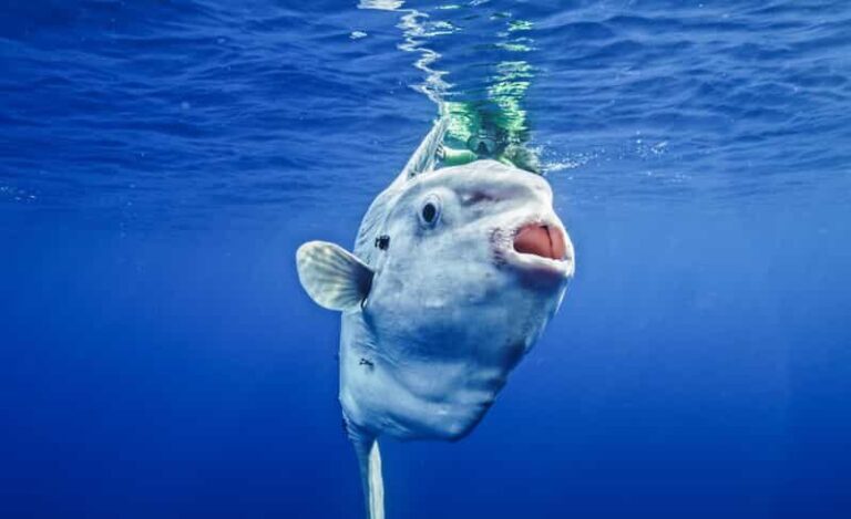 San Diego Ocean Safari: 6-Hour Snorkel Adventure! - Who Will Enjoy This Tour?