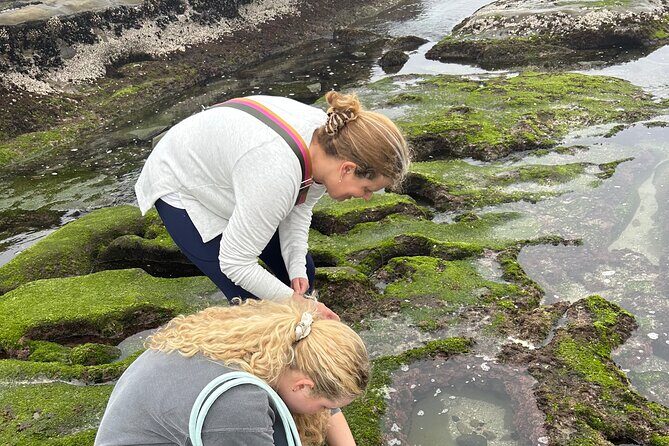 San Diego Tide Pool Tour - What Makes This Tour Stand Out