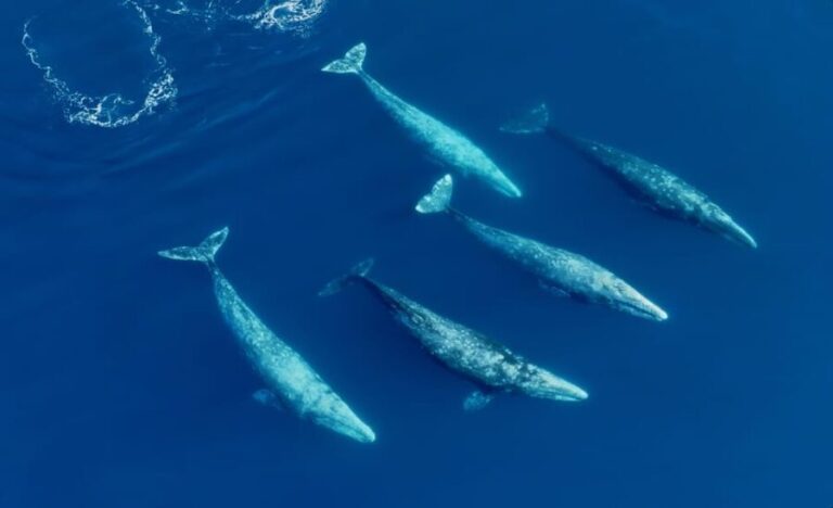 San Diego: Whale and Dolphin Watching Speedboat Tour - Who Will Love This Tour?