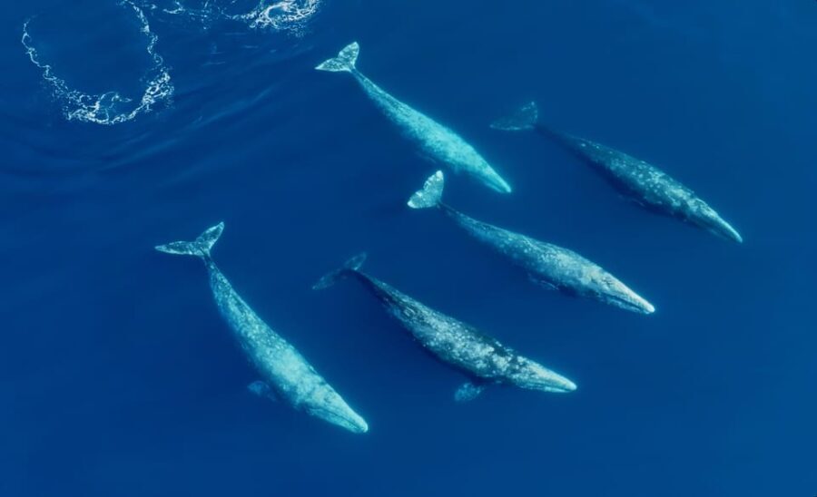 San Diego: Whale and Dolphin Watching Speedboat Tour - Who Will Love This Tour?