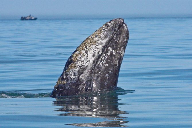 San Diego Whale Watching Cruise - Wildlife Sightings: What Are the Real Possibilities?