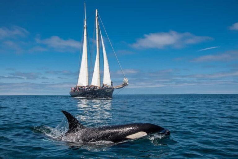 San Diego: Whale Watching Cruise on the Yacht America - Evaluating the Value: Price, Duration, and Experience
