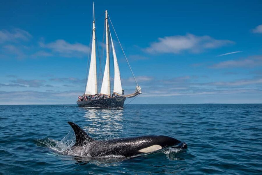 San Diego: Whale Watching Cruise on the Yacht America - Evaluating the Value: Price, Duration, and Experience